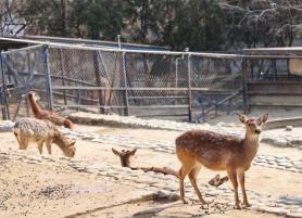 Five Deer Escape From Farm in Gwangmyeong, South Korea