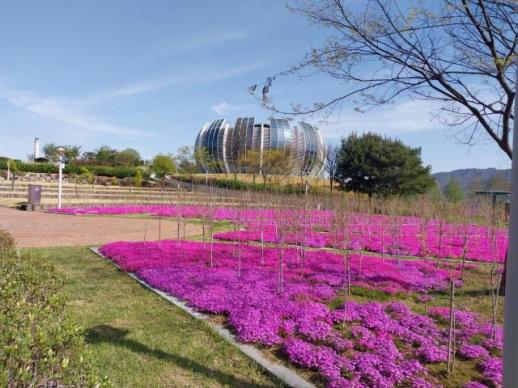 상주시 중덕지 생태공원에서 꽃잔디 감상하며 휠링 하세요