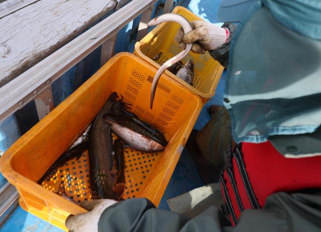 Officials from the Future Han River Headquarters conduct a fish species survey in the Han River near Bamseom Island in Yeongdeungpo-gu western Seoul on April 23 2026 Pool photo 