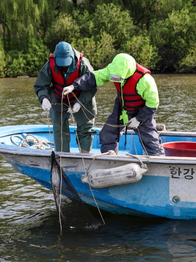Officials from the Future Han River Headquarters conduct a fish species survey in the Han River near Bamseom Island in Yeongdeungpo-gu western Seoul on April 23 2026 AJP Yoo Na-hyun 20260423