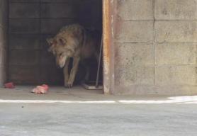 Daejeon O-World Says It Will Pause Photos and Videos of Its Wolfdog