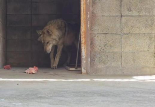 오월드 당분간 늑구 영상 진행하지 않을 것…무슨 일?