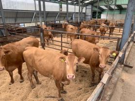South Korea’s Q1 Livestock Herds Fall; Broiler Chickens Rise