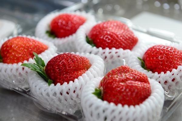 스마트 수출 전문단지’ 국비 공모 선정 수출 딸기아리향사진홍성군