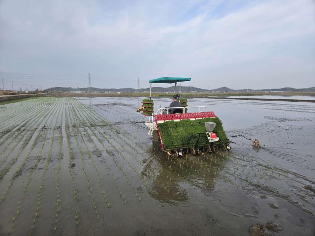 올해 첫 모내기사진서천군