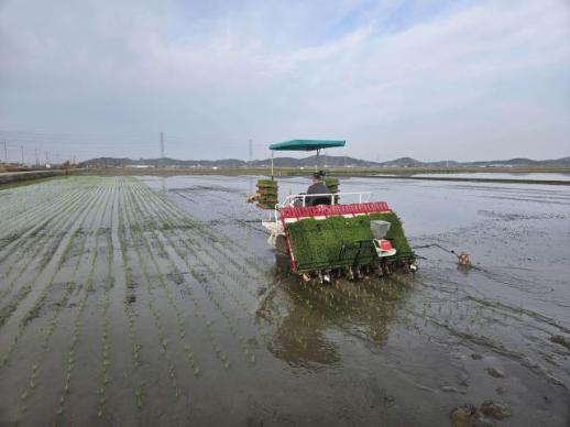 서천군, 추석상 햅쌀, 한 달 앞당긴다…올해 첫 모내기 돌입