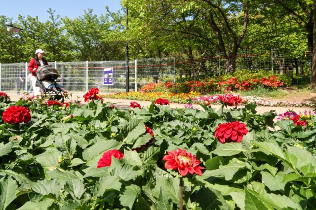 Visitors look around the Goyang International Flower Festival at Ilsan Lake Park in Goyang Gyeonggi Province on April 24 2026 AJP Yoo Na-hyun

