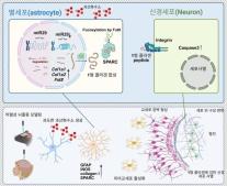 Làm sáng tỏ cơ chế tổn thương thần kinh do đột quỵ: Mở ra hướng điều trị mới, kéo dài thời gian vàng