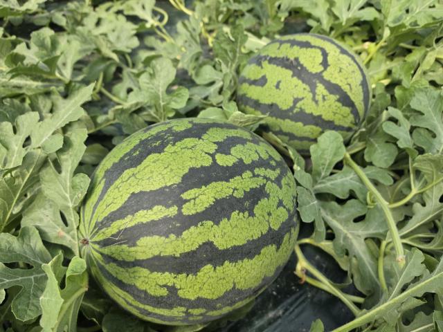  첫 출하를 앞둔 청양 수박사진청양군