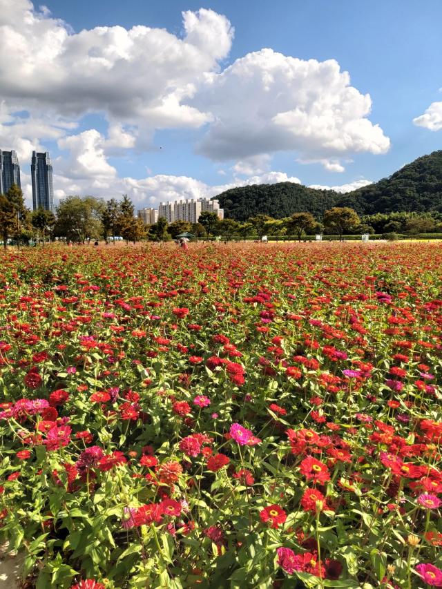 태화강국가정원 사진정종우 기자