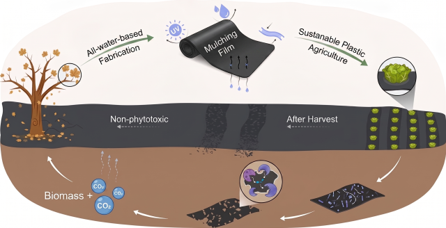 KAIST researchers develop biodegradable farming film from fallen leaves