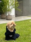 Lee Jae-myung Shares Photo of Pet Dog Wearing Gift From Indonesia’s Prabowo