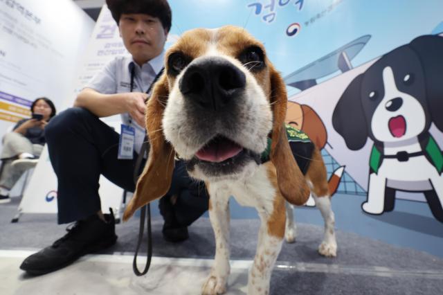 A quarantine detection dog appears at the companion industry hall of the 2025 Korea Agriculture Expo at aT Center in Seoul’s Seocho District last September to promote private adoption. Photo: Yonhap
