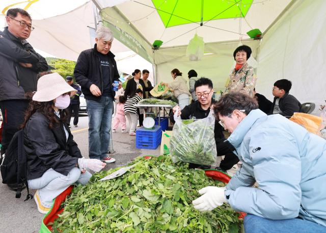 영양 산나물축제 사진경상북도