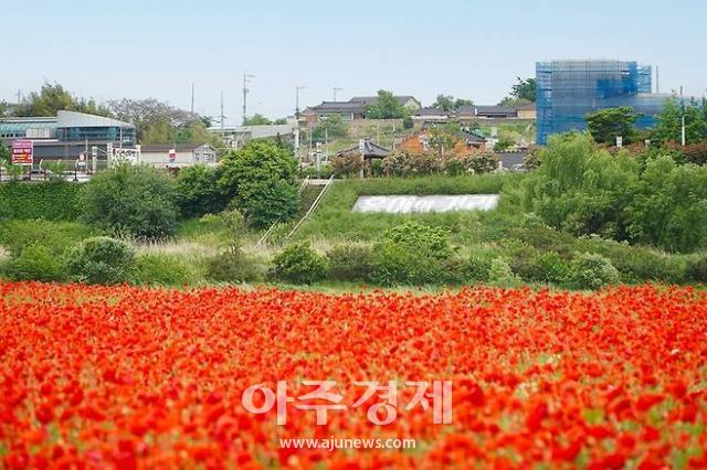 홍어한우축제가 열리는 영산강 둔치의 꽃양귀비 단지 모습 사진나주시