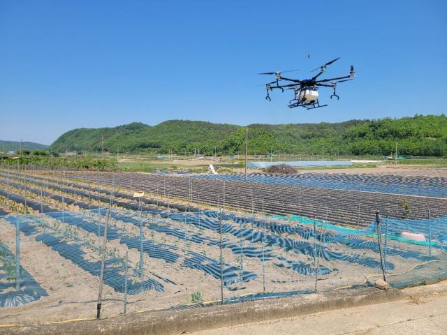 군위군 고추 탄저병 ‘드론’으로 정밀 방제… 친환경 농법 실증 착수 사진군위군