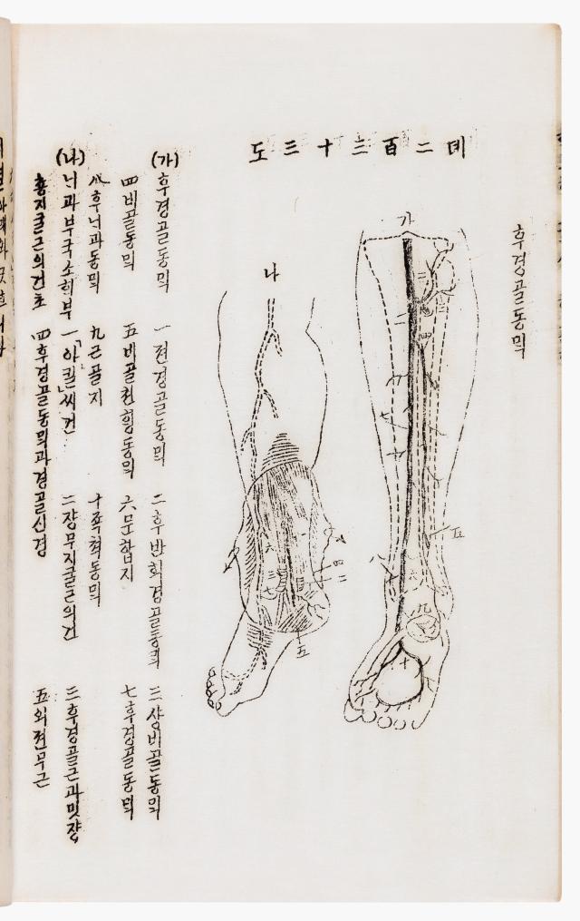 Anatomy Volume 3 Posterior Tibial Artery