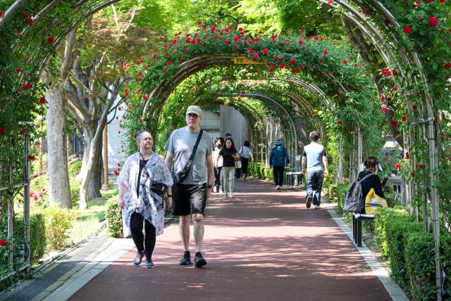 Visitors enjoy blooming roses and early summer scenery at Jungnang Rose Park in Seoul’s Jungnang District on May 14 2026 ahead of the opening of the 18th Seoul Jungnang Rose Festival AJP Yoo Na-hyun


