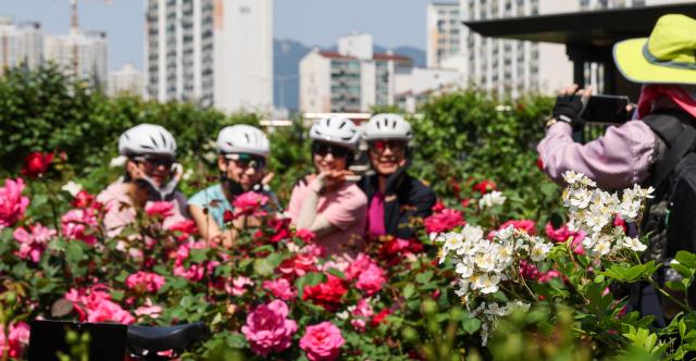 Visitors enjoy blooming roses and early summer scenery at Jungnang Rose Park in Seoul’s Jungnang District on May 14 2026 ahead of the opening of the 18th Seoul Jungnang Rose Festival AJP Yoo Na-hyun