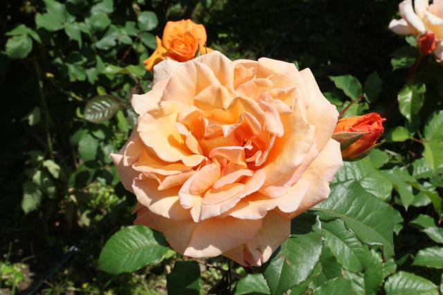 Visitors enjoy blooming roses and early summer scenery at Jungnang Rose Park in Seoul’s Jungnang District on May 14 2026 ahead of the opening of the 18th Seoul Jungnang Rose Festival AJP Yoo Na-hyun

