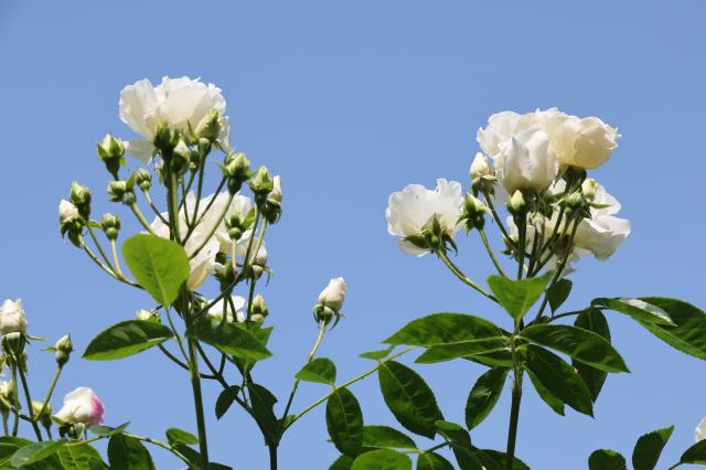 Visitors enjoy blooming roses and early summer scenery at Jungnang Rose Park in Seoul’s Jungnang District on May 14 2026 ahead of the opening of the 18th Seoul Jungnang Rose Festival AJP Yoo Na-hyun


