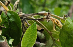 First Case of Apple Fire Blight Detected in Chungju; Alert Level Raised