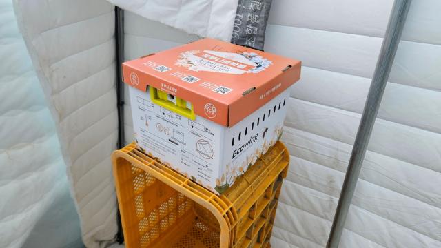 뒤영벌 벌통사진진안군
