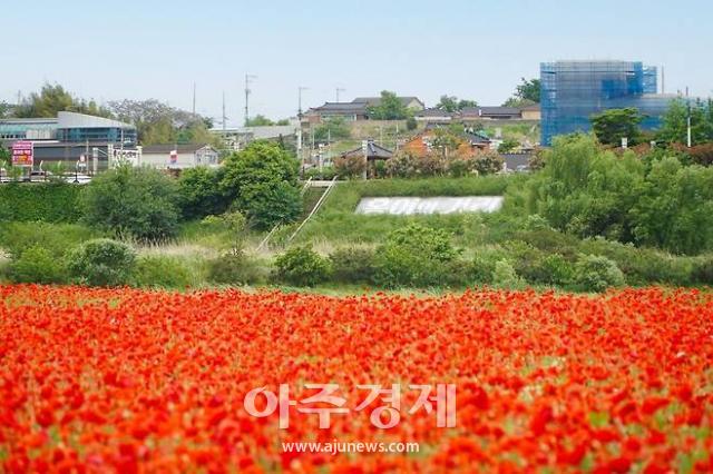 나주 영산강 둔치 꽃양귀비 단지에 꽃이 활짝 피어 장관을 이루고 있다  사진나주시