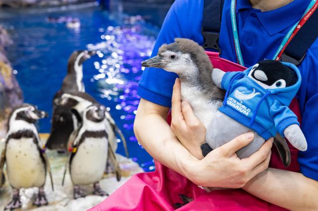 Lotte World Aquarium will unveil baby Humboldt penguins in celebration of Biodiversity Day