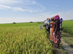 K-Rice Belt Initiative Exceeds Seed Production Goals in Africa, Sierra Leone Joins Efforts