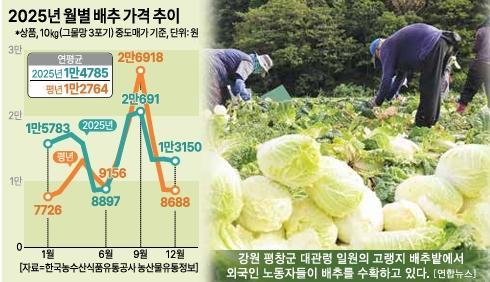 [빨라진 폭염 시계] 금(金)추 되기 전에... 식품·식자재 업계, 벌써 배추 확보 전략 가동