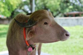 White Buffalo Resembling Trump Saved from Slaughter in Bangladesh