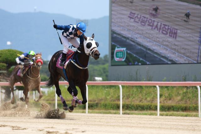 제21회 부산광역시장배 우승마 클린원과 서승운 기수의 결승선 직전 모습사진렛츠런파크 부산경남