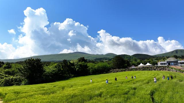 To young Jeju islanders, life does not give tangerines