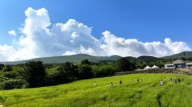 To young Jeju islanders, life does not give tangerines