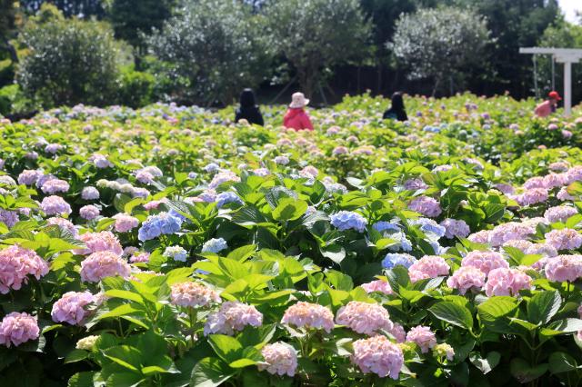 A foreign tourist looks around a garden filled with blooming hydrangeas at Hueree Natural Park in Namwon-eup Seogwipo Jeju Island on May 8 2026 Yonhap 