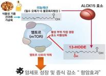 Các nhà khoa học Hàn Quốc phát hiện chất chuyển hóa từ axit béo có khả năng ức chế sự phát triển của tế bào ung thư