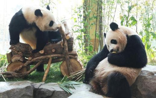 爱宝乐园双胞胎大熊猫辉宝睿宝今冬返回中国