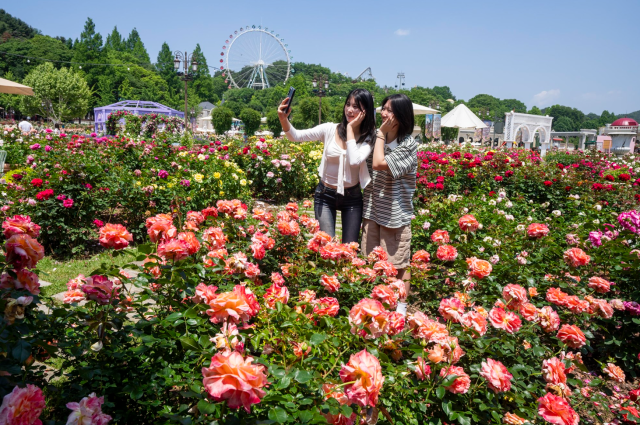 Everland's Rose Garden in full bloom