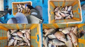 Ministry of Environment: Fish Deaths in Soyang Lake Caused by Low Oxygen and Disease