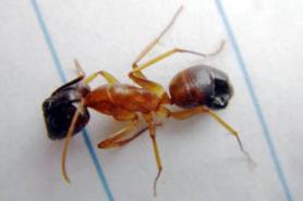 Incheon Port Reports Discovery of 220 Red Imported Fire Ants