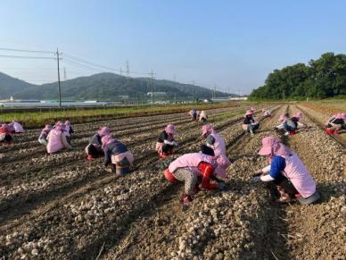 생활개선달성군연합회, 영농철 맞아 마늘·양파 수확 일손 돕기 나서