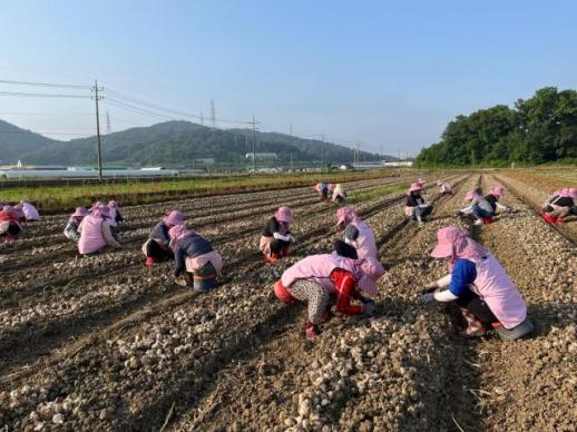생활개선달성군연합회, 영농철 맞아 마늘·양파 수확 일손 돕기 나서