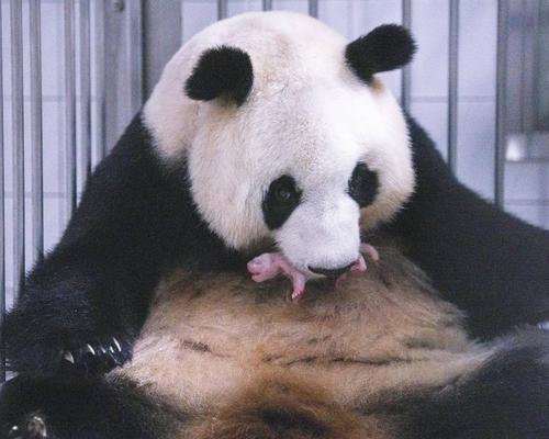 宝家族再添丁！ 大熊猫爱宝成功诞下三胎 