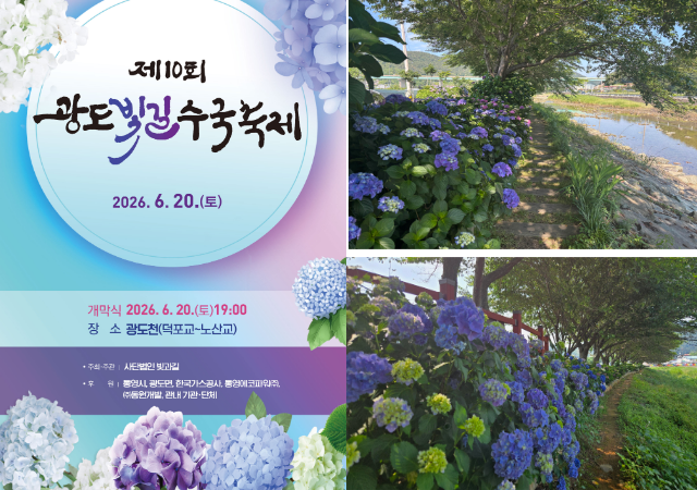 제10회 광도빛길 수국축제를 앞둔 통영시 광도면 광도천 산책로에 초여름의 전령사인 수국이 청초한 푸른빛을 띠며 만개해 가고 있다사진통영시