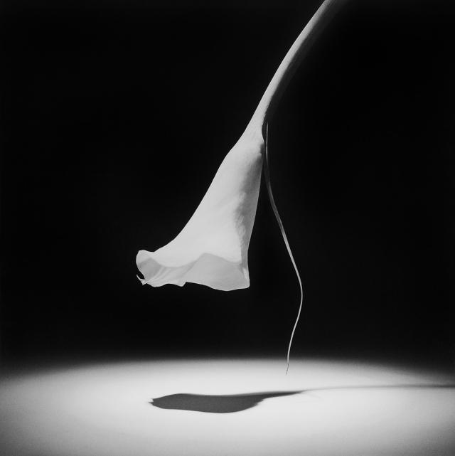 로버트 메이플소프1946–1989 Calla Lily1986 Silver gelatin1372 x 1372 cm 54 x 54 in © Robert Mapplethorpe Foundation Used by permission 이미지국제갤러리
