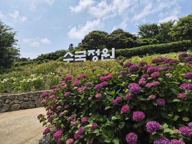 섬 최대 규모의 자랑하는 신안군 도초도 수국공원에서 6월 19일부터 6월 28일까지 ‘2026 섬 수국축제’가 열린다사진신안군