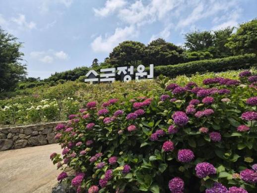 배 못 타고 다음 배 탔다 신안 도초도 수국축제 인산인해 예고
