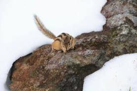 A squirrel at play on Mount Baekdu