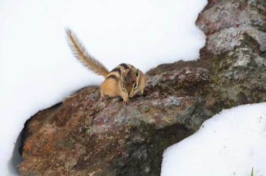 A squirrel at play on Mount Baekdu